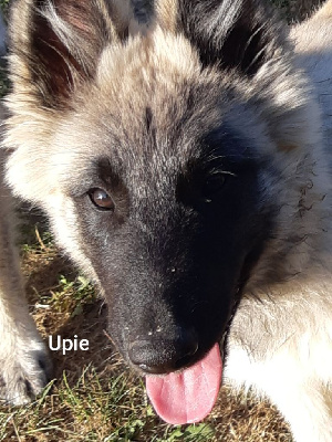 Upie