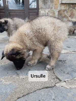 Ursule