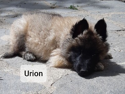 Urion