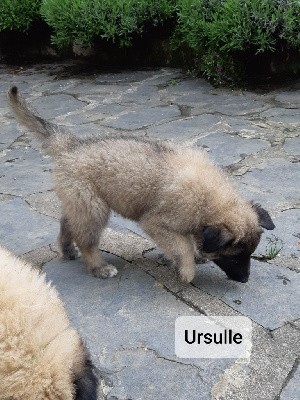 Ursule