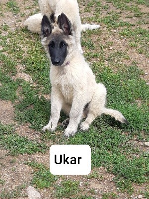 Ukar