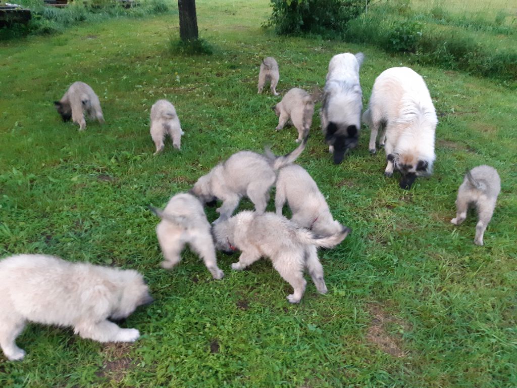 chiot Berger Belge De L'Ecrin De Sable